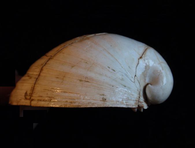 Glossus humanus (Linn, 1758)  Pliocene Astigiano